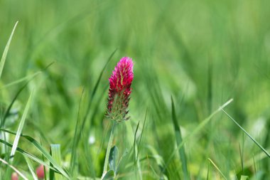 Kırmızı yonca (trifolium incarnatum) çiçeğinin makro görüntüsü