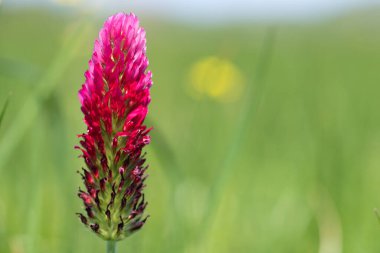 Kırmızı yonca (trifolium incarnatum) çiçeğinin makro görüntüsü