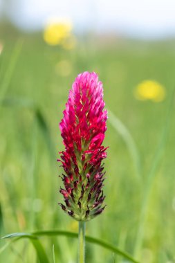Kırmızı yonca (trifolium incarnatum) çiçeğinin makro görüntüsü