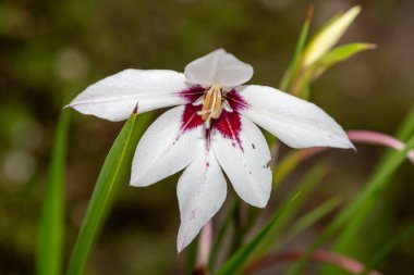 Çiçek açan bir Habeşistan gladyatörüne (gladiolus murielae) yakın plan