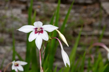 Çiçek açan bir Habeşistan gladyatörüne (gladiolus murielae) yakın plan