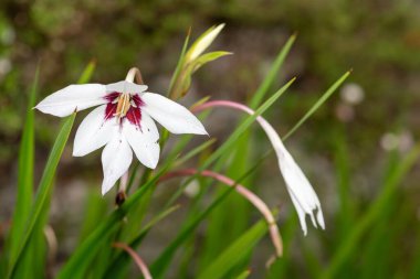 Çiçek açan bir Habeşistan gladyatörüne (gladiolus murielae) yakın plan