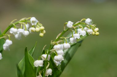Vadideki zambakların (convallaria majalis) çiçekleri çiçek açmış.