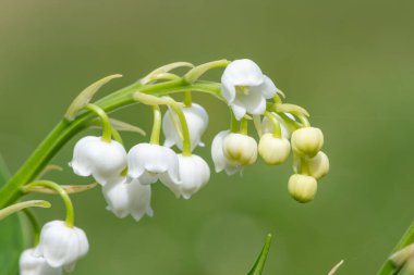Vadideki zambakların (convallaria majalis) çiçekleri çiçek açmış.