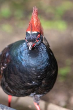 Bir erkek ibikli kekliğin (rolülüs rouloul) kapanışı)