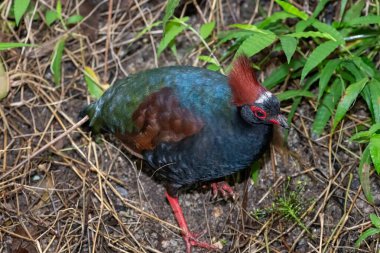 Bir erkek ibikli kekliğin (rolülüs rouloul) kapanışı)