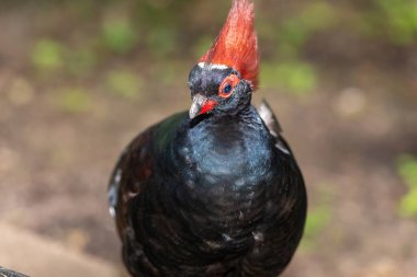 Bir erkek ibikli kekliğin (rolülüs rouloul) kapanışı)