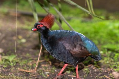 Bir erkek ibikli kekliğin (rolülüs rouloul) kapanışı)