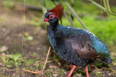 Bir erkek ibikli kekliğin (rolülüs rouloul) kapanışı)