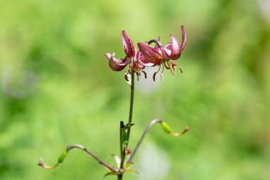 Çiçek açmış bir Martagon zambağı 'na (lium martagon) yaklaş