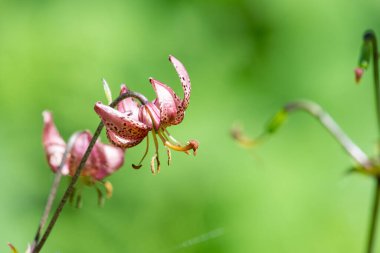 Çiçek açmış bir Martagon zambağı 'na (lium martagon) yaklaş