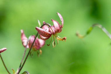 Çiçek açmış bir Martagon zambağı 'na (lium martagon) yaklaş