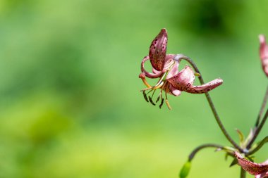 Çiçek açmış bir Martagon zambağı 'na (lium martagon) yaklaş
