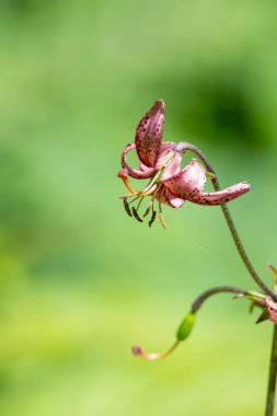 Çiçek açmış bir Martagon zambağı 'na (lium martagon) yaklaş