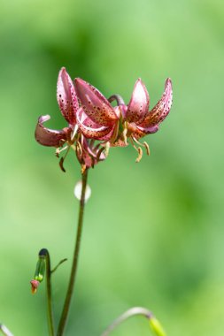 Çiçek açmış bir Martagon zambağı 'na (lium martagon) yaklaş