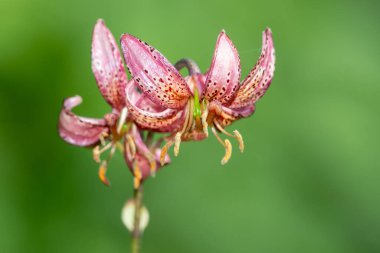 Çiçek açmış bir Martagon zambağı 'na (lium martagon) yaklaş