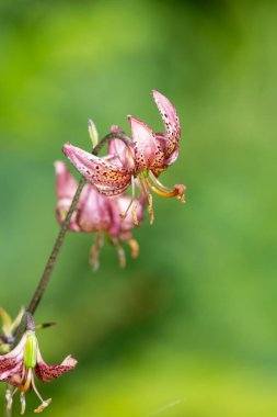 Çiçek açmış bir Martagon zambağı 'na (lium martagon) yaklaş