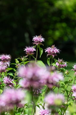 Çiçekler açtığında arı merhemine (monarda) yakın çekim