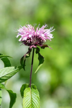 Çiçek açmış bir arı merhemine (monarda) yaklaş