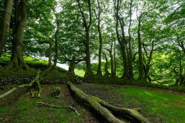Exmoor Ulusal Parkı 'ndaki Üç Tuğla Ayağının Fotoğrafı