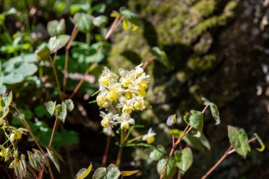 Çiçek açan epimedium x versicolor çiçeklerini kapat