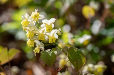 Çiçek açan epimedium x versicolor çiçeklerini kapat