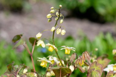 Çiçek açan epimedium x versicolor çiçeklerini kapat