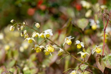 Çiçek açan epimedium x versicolor çiçeklerini kapat