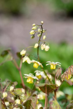Çiçek açan epimedium x versicolor çiçeklerini kapat