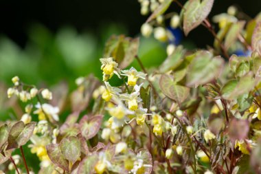 Çiçek açan epimedium x versicolor çiçeklerini kapat