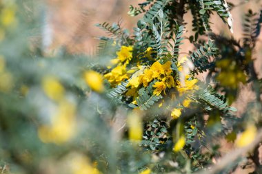 Ağlayan kowhai 'nin (the the hteo microphylla) çiçeklerinin açılışını kapat