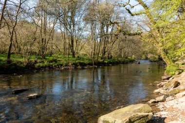 Barle nehrinin Exmoor Ulusal Parkı 'ndaki Tarr Basamakları' nda akan manzarası.