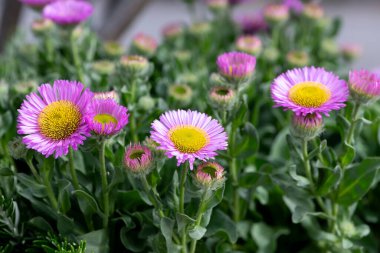 Plaj paskalyasını (erigeron glaucus) çiçek açarken kapat