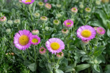 Plaj paskalyasını (erigeron glaucus) çiçek açarken kapat