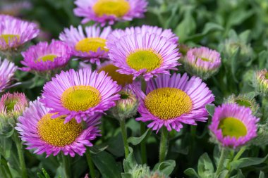 Plaj paskalyasını (erigeron glaucus) çiçek açarken kapat