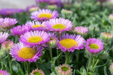 Plaj paskalyasını (erigeron glaucus) çiçek açarken kapat