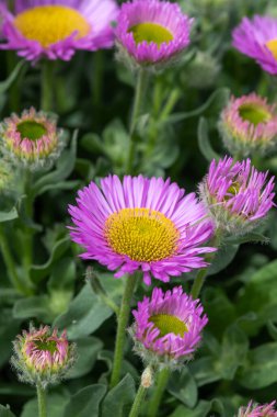 Bir plaj makinesinin (erigeron glaucus) çiçeğinin çiçek açışını kapat