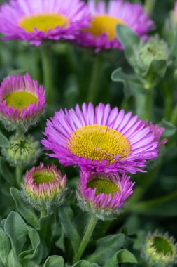 Bir plaj makinesinin (erigeron glaucus) çiçeğinin çiçek açışını kapat
