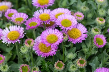 Plaj paskalyasını (erigeron glaucus) çiçek açarken kapat