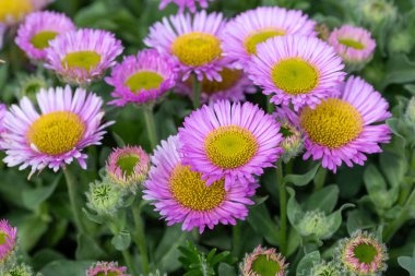 Plaj paskalyasını (erigeron glaucus) çiçek açarken kapat