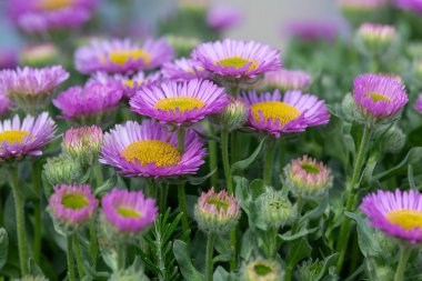Plaj paskalyasını (erigeron glaucus) çiçek açarken kapat