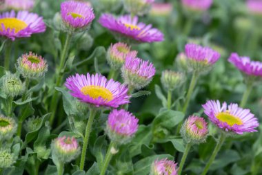 Plaj paskalyasını (erigeron glaucus) çiçek açarken kapat