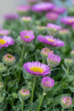 Plaj paskalyasını (erigeron glaucus) çiçek açarken kapat