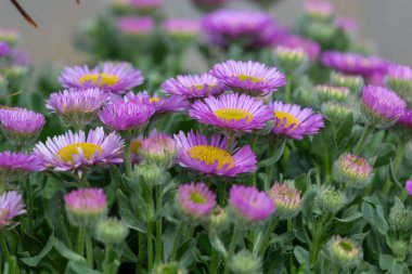 Plaj paskalyasını (erigeron glaucus) çiçek açarken kapat