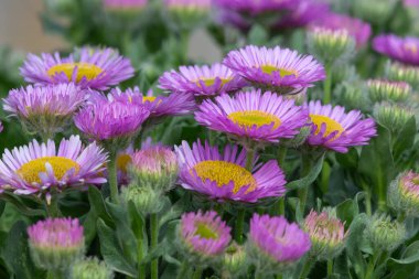 Plaj paskalyasını (erigeron glaucus) çiçek açarken kapat