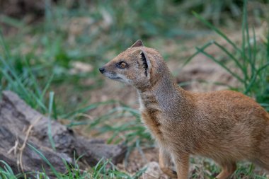 Sarı bir firavun faresinin portresi (Snictis penicllata)