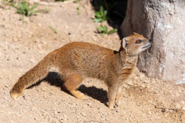 Sarı bir firavun faresinin portresi (Snictis penicllata)