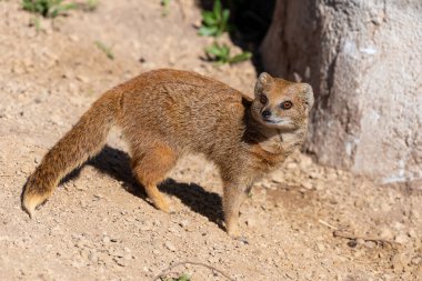 Sarı bir firavun faresinin portresi (Snictis penicllata)