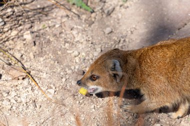 Sarı bir firavun faresinin portresi (Snictis penicllata)