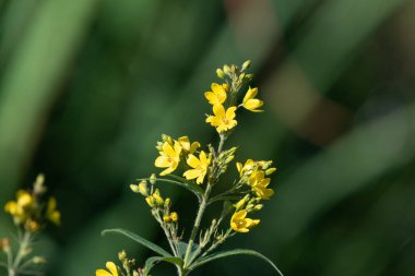 Çiçeklerin açtığı sarı gevşeme (lysimachia vulgaris) çiçeklerini kapat